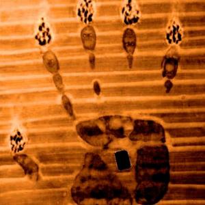 I NUMI DELLA MANO (2010) 