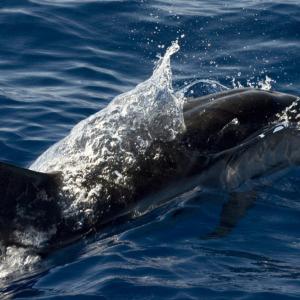 "mare rumore e silenzi"