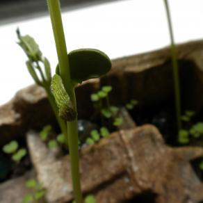 dalla raccolta alla semina: omaggio a Leonardo Da Vinci_17