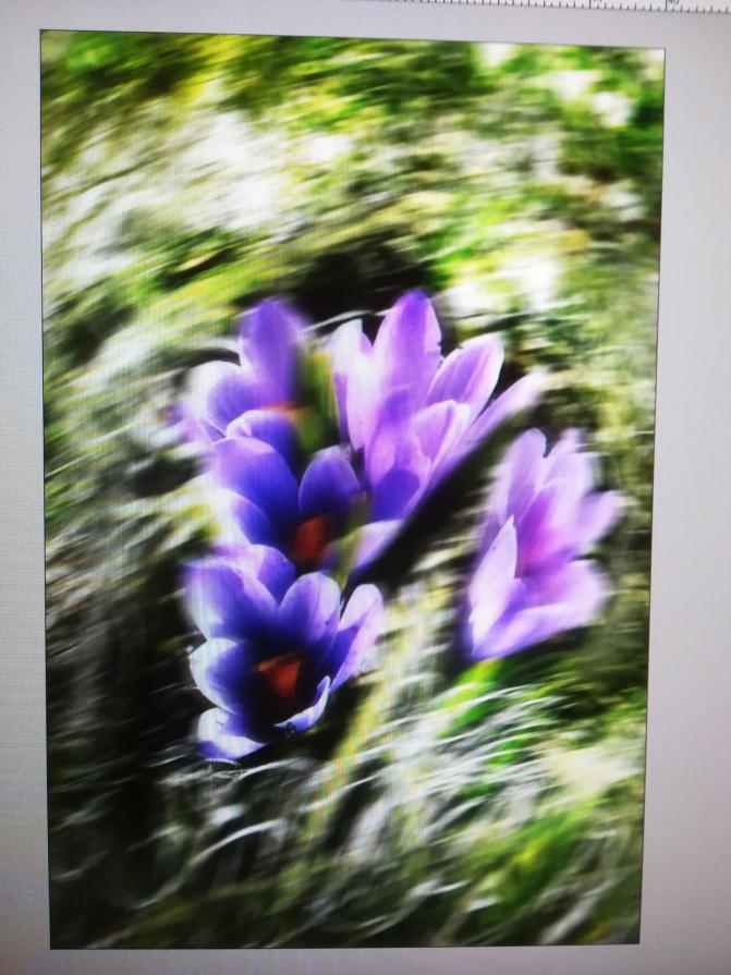 I crocus di monte cherle. 