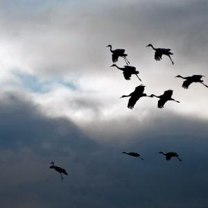 USA. Alaska 1/3. Forme di vita