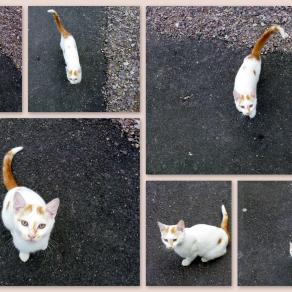 A la recherche d'un maître !