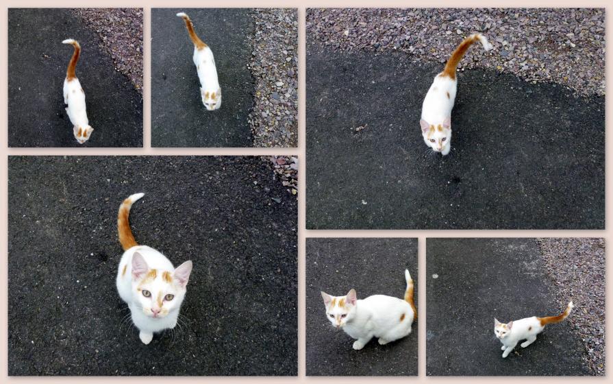 A la recherche d'un maître !