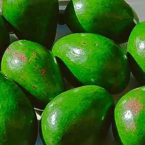 avocado