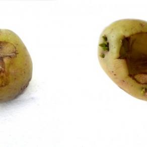 Deterioration of the Couch Potato