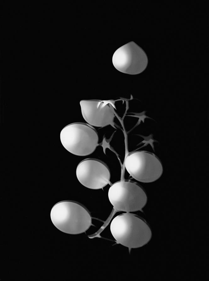 Naturalia - Haiku visivi 03