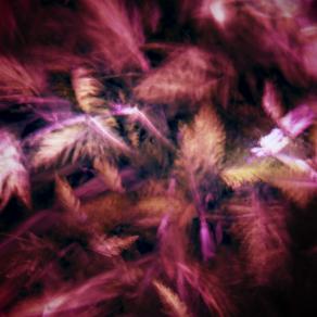 Le foglie a mezzanotte (The leaves at midnight) 