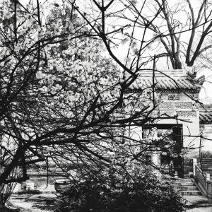 Calycanthus_Xi'an_Cina