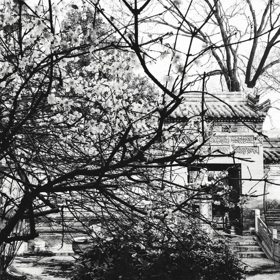 Calycanthus_Xi'an_Cina