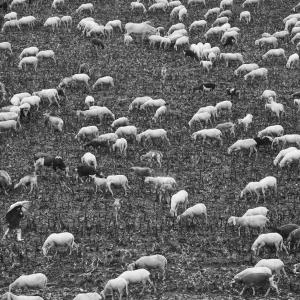 The shepherd’s son - Temporary solitudes