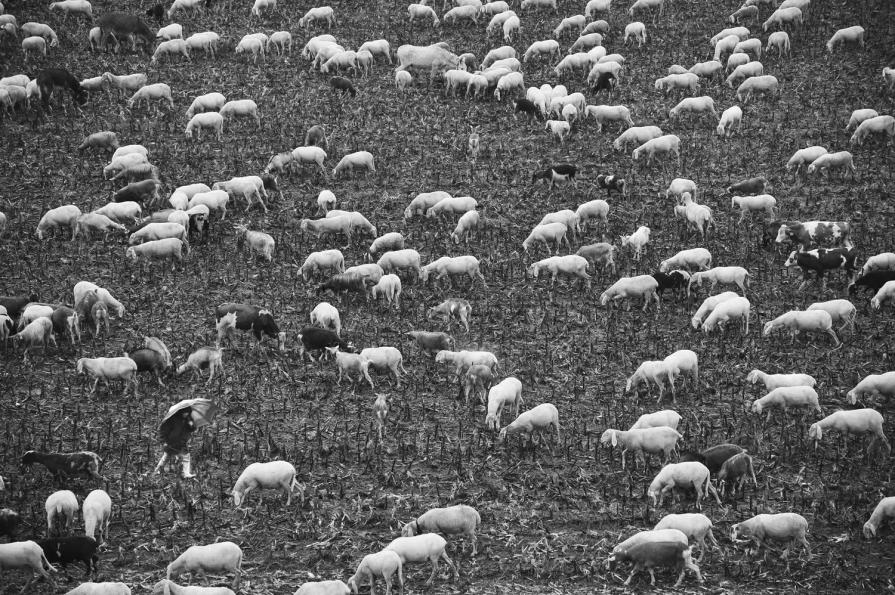 The shepherd’s son - Temporary solitudes