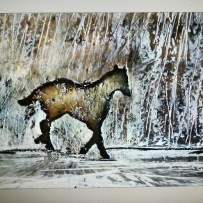 Vai entra nella foresta morso 46 