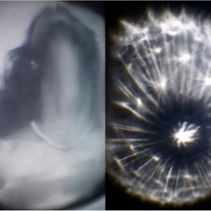 Memoriae Mathildis, Immagini e visioni di un mito