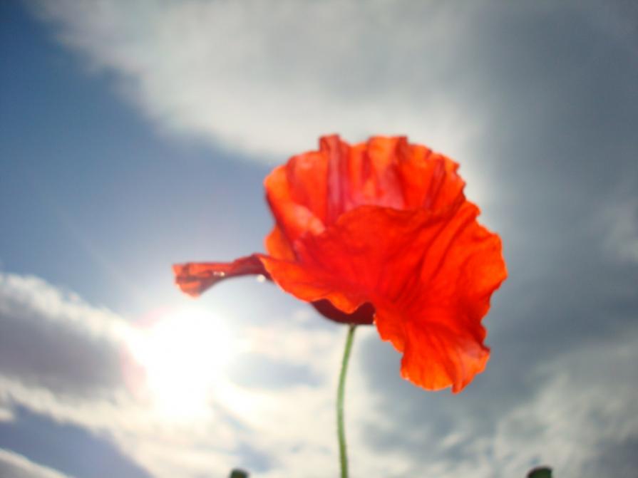 Un'esplosione di rosso#2