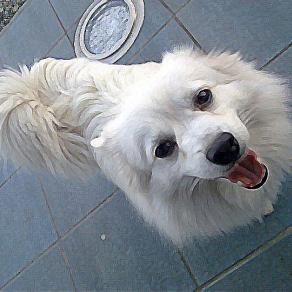 al mio piccolo amico bianco