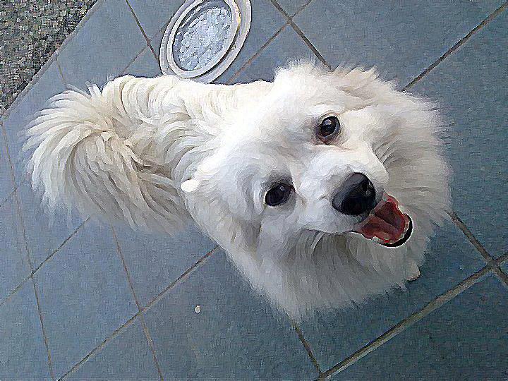 al mio piccolo amico bianco