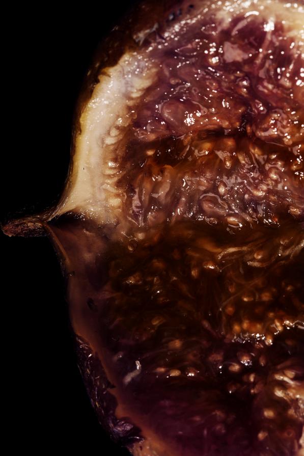 _Blood in Shape_Ficus