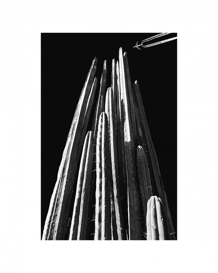 Sky cactus Sky cactus