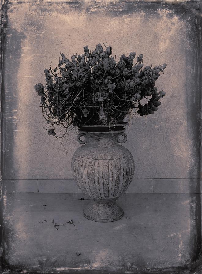 My Zoo - Sedum Dasyphyllum