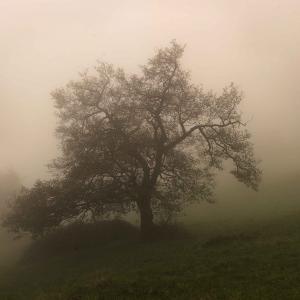 Paolo Bongianino In the fog #3