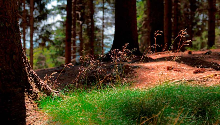 Paolo Bongianino In pineta