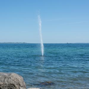 The Wailers The Wailers