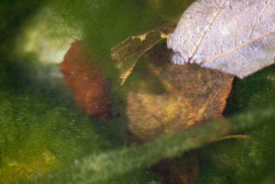 Come foglie sfuggenti #12