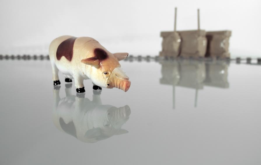 La Primavera di Quirra - Confuso