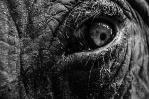 Andrew  Fearon - The Eye