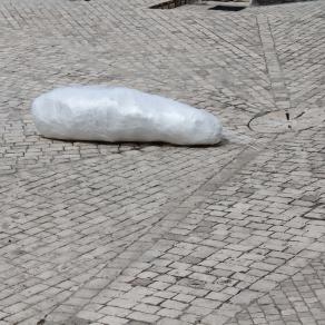 forma di vita in stato embrionale