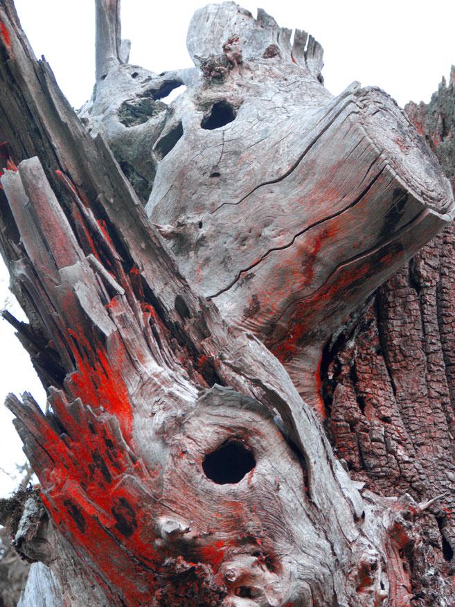 Animalbero 3 Animalbero 3