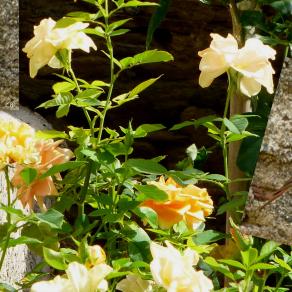 Le visiteur du jardin...