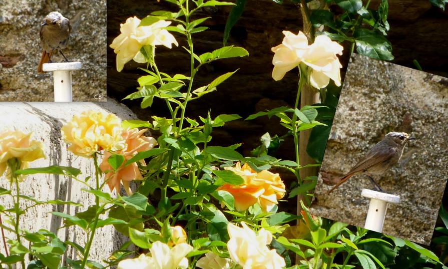 Le visiteur du jardin...