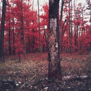 Brendan Byrne State Forest (Not a just image, just an image)