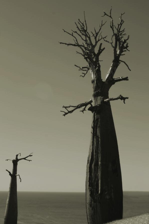 the boab trees...a sequence in loss the boab trees...a sequence in loss