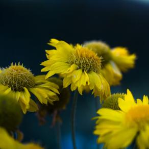 Suddenly Last Summer