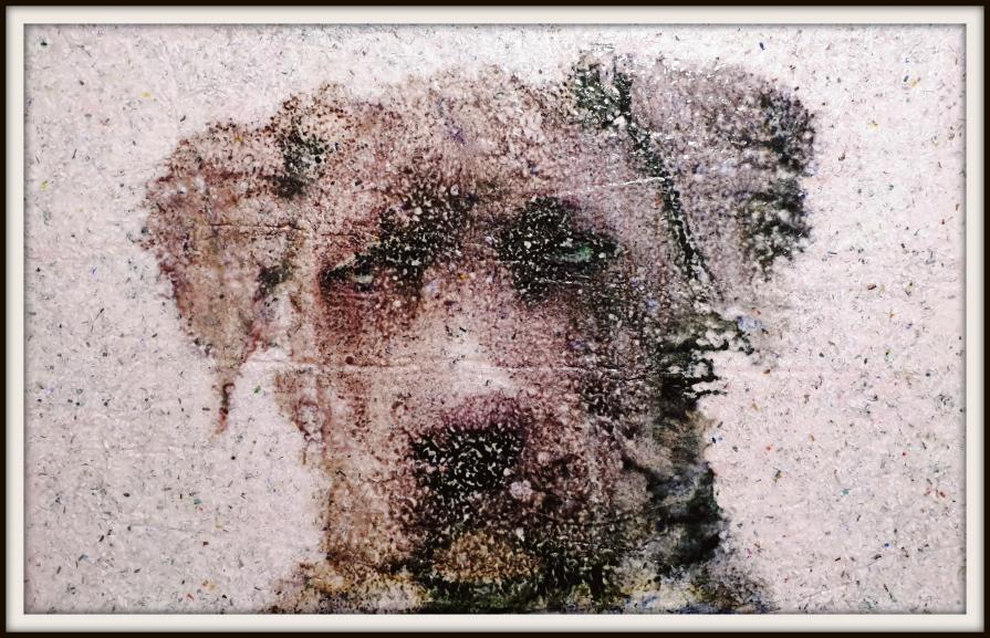 Gastone (n.469) - "I need pampering" series