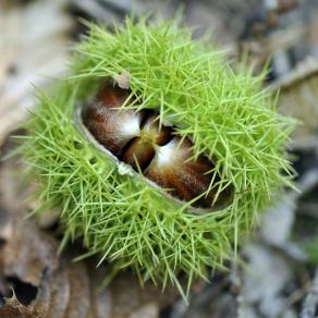 Uno per tutti e tutti per uno