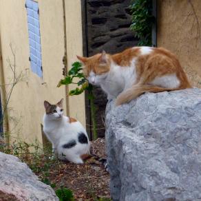  Chats à Collioure