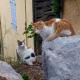  Chats à Collioure
