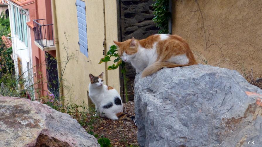  Chats à Collioure
