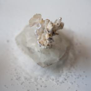 motherpearl tree (from above)