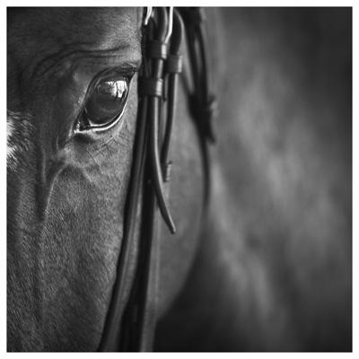 Momenti Equestri in Bianco e Nero