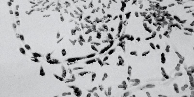 "Fotografia e diritto - Da Cavour a Villa Certosa, ed oltre..."