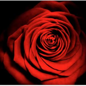 Florilegio le Muse. La fotografia di Paola Acciarino in sinergia con la musica