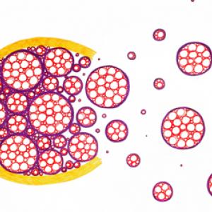 Bio, Personale di Elisa Cella Bio, Personale di Elisa Cella