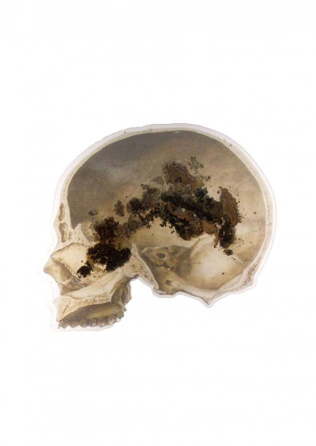 A System of Anatomical Bodies A System of Anatomical Bodies