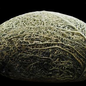 VEGETALE - VEGETABLE