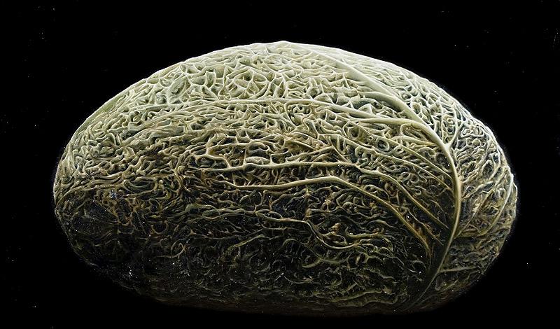 VEGETALE - VEGETABLE