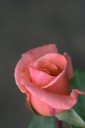 Rosa1